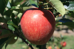 Dwarf Gala Apple Tree - One of the earliest to ripen! (2 years old and 3-4 feet tall.)