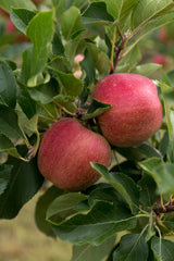 Dwarf Gala Apple Tree - One of the earliest to ripen! (2 years old and 3-4 feet tall.)