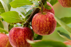 Dwarf Gala Apple Tree - One of the earliest to ripen! (2 years old and 3-4 feet tall.)