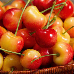 Rainier Cherry Tree - Blonde, premium flavored cherry (2 years old and 3-4 feet tall.)