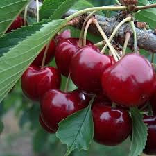 Lapins Cherry Tree - Self pollinating dark-red sweet cherry! (2 years old and 3-4 feet tall)