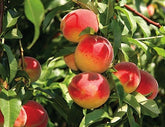 Red Haven Peach Tree - Grow a Dessert Peach and its remarkable flavor! (2 years old and 3-4 feet tall.)