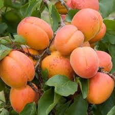 Dwarf Moorpark Apricot Tree - Largest and sweetest apricots! (2 years old and 3-4 feet tall)