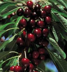 Lapins Cherry Tree - Self pollinating dark-red sweet cherry! (2 years old and 3-4 feet tall)