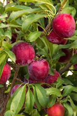 Santa Rosa Plum Tree - Exceptionally flavored candied plums! (2 years old and 3-4 feet tall.)