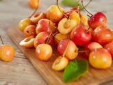Rainier Cherry Tree - Blonde, premium flavored cherry (2 years old and 3-4 feet tall.)