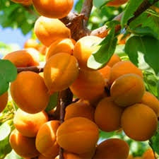 Dwarf Moorpark Apricot Tree - Largest and sweetest apricots! (2 years old and 3-4 feet tall)