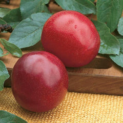 Santa Rosa Plum Tree - Exceptionally flavored candied plums! (2 years old and 3-4 feet tall.)