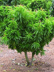 All-in-One Almond Tree - Cold hardy, great flavor, easy growing. (2 years old and 3-4 feet tall.)