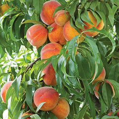 Dwarf Frost Peach Tree - Most cold hardy peach tree! (2 years old and 3-4 feet tall.)
