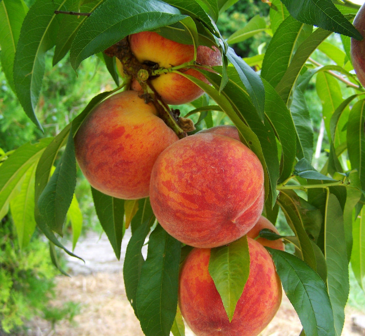 Dwarf Frost Peach Tree - Most cold hardy peach tree! (2 years old and 3-4 feet tall.)